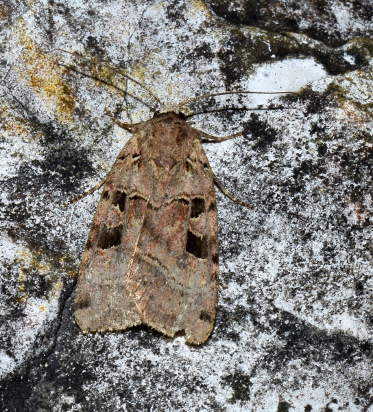 Xestia (Xestia) triangulum